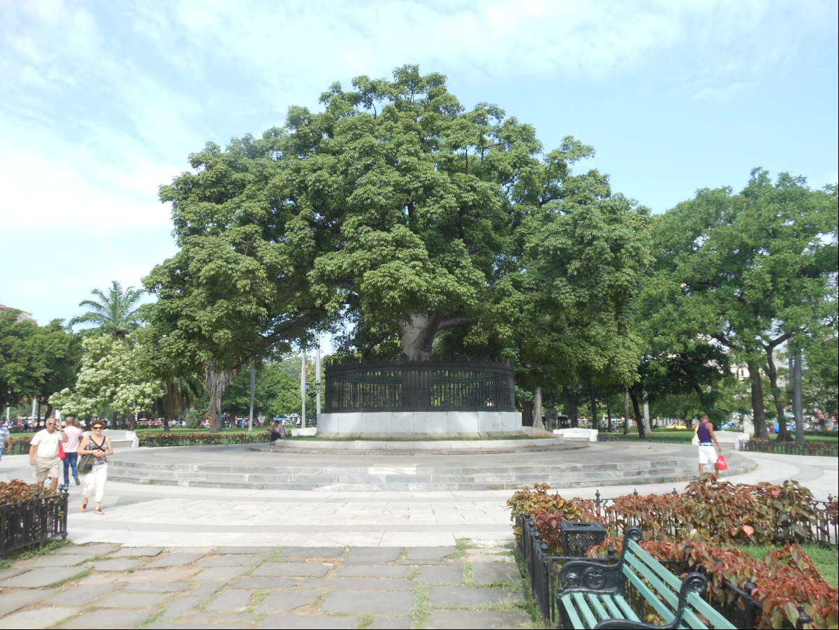 Árbol de la Fraternidad en el centro del Parque de la Fraternidad en la Habana Árbol de la Fraternidad en el centro del Parque de la Fraternidad en la Habana