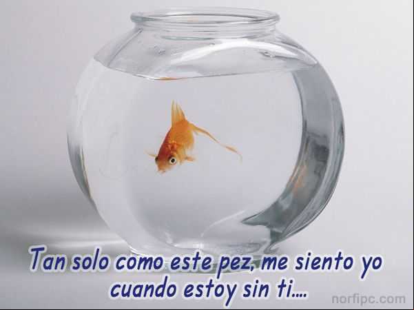 Imagen sobre la soledad. Solo como un pez