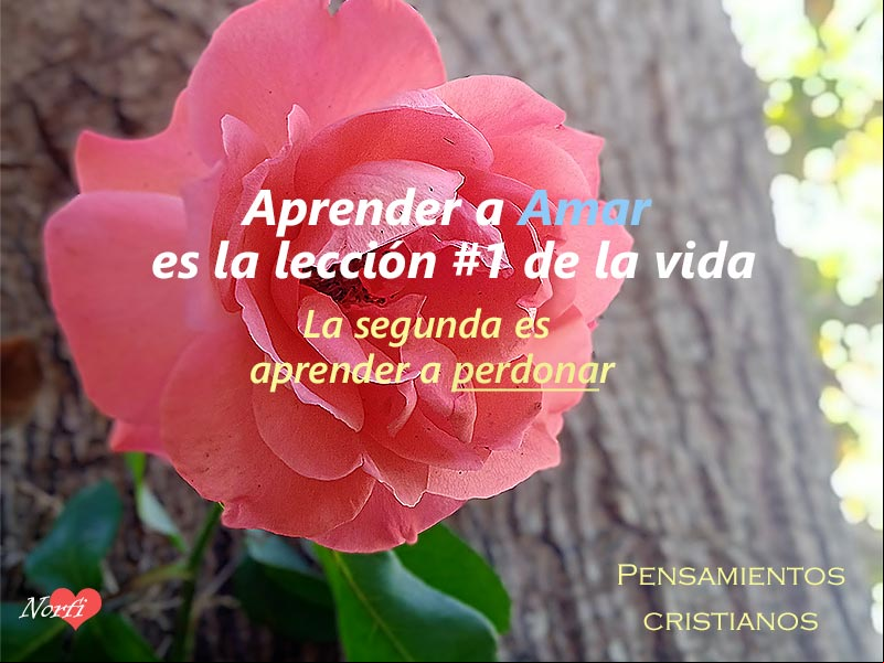 Aprender a Amar es la lección #1 de la vida. La segunda, aprender a perdonar Rosa roja con árbol de fondo, con letras con pensamiento cristiano