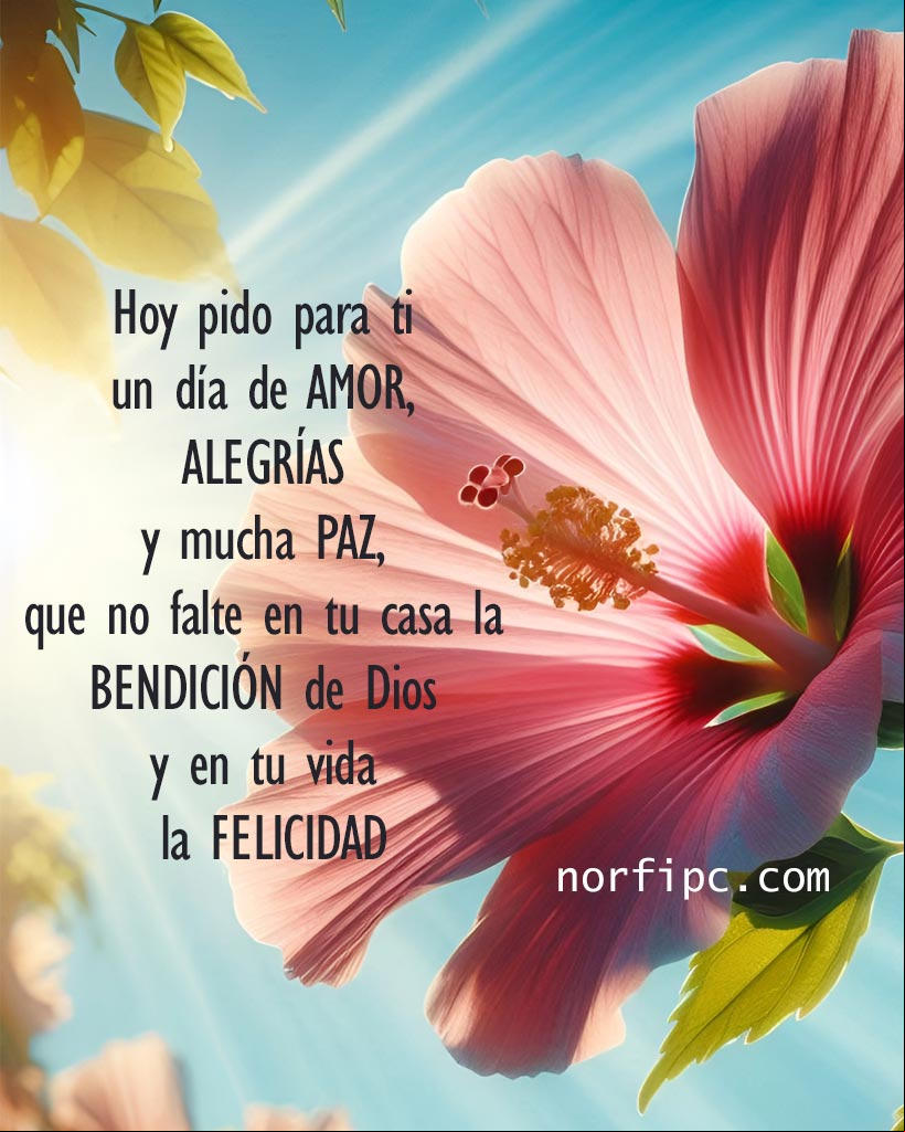 Hoy pido para ti un día de amor, alegrías y mucha paz, que no falte en tu casa la bendición de Dios y en tu vida, la felicidad Flor de Hibiscus al amanecer
