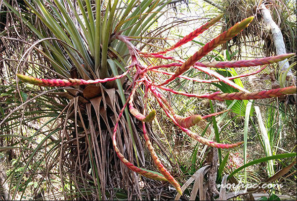 Especie de curujey o Tillandsia florecido Especie de curujey o Tillandsia florecido