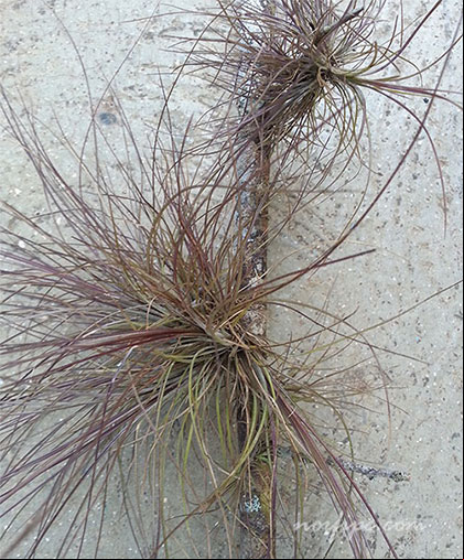 Especie de Curujey Tillandsia recurvata Especie de Curujey Tillandsia recurvata