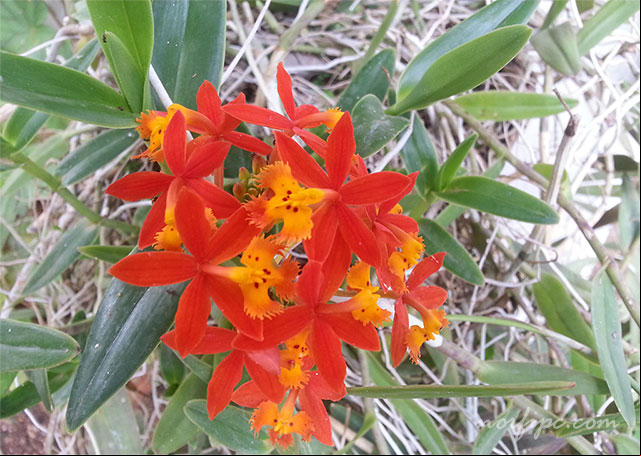 Orquídea de la tierra cuyo nombre es Epidendrum radicans, una orquídea de hábitos terrestres Orquídea de la tierra cuyo nombre es Epidendrum radicans, una orquídea de hábitos terrestres