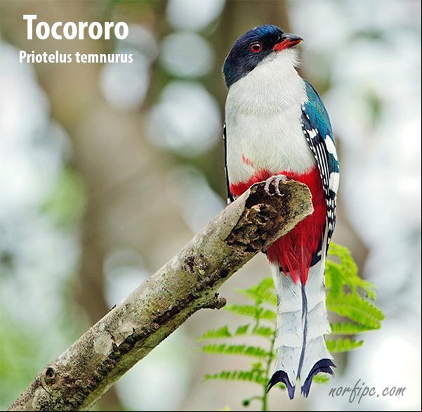 Foto del Tocororo (Priotelus temnurus), el Ave Nacional de Cuba. #SimbolosCuba Foto del Tocororo, el Ave Nacional de Cuba