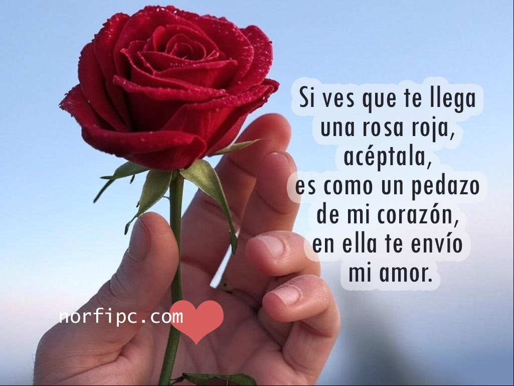 Si ves que te llega una rosa roja, acéptala, es como un pedazo de mi corazón, en ella te envío mi amor Mano sosteniendo una rosa roja hermosa
