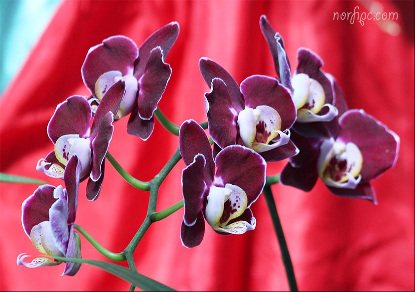 Cultivar de la orquídea Phalaenopsis obtenida mediante cruzamiento Cultivar de la orquídea Phalaenopsis obtenida mediante cruzamiento
