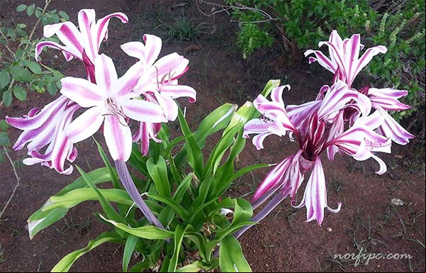Lilium hibrido japonés conocido como Lirio de cinta Lilium hibrido japonés conocido como Lirio de cinta