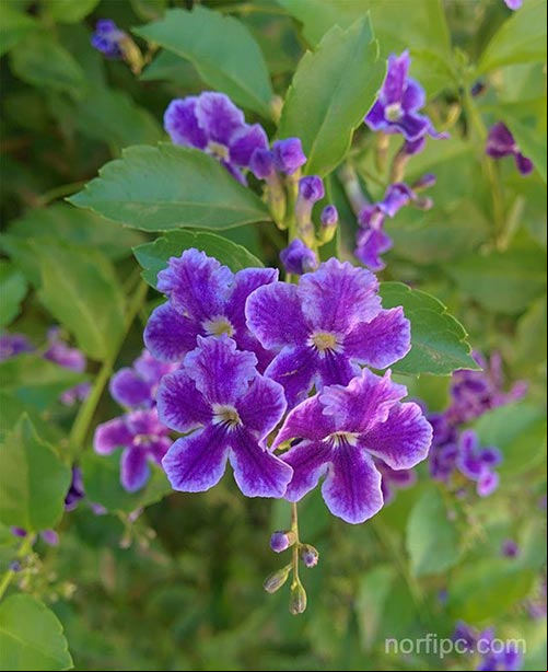 Variedad rosada del arbusto NomeOlvides o Myosotis