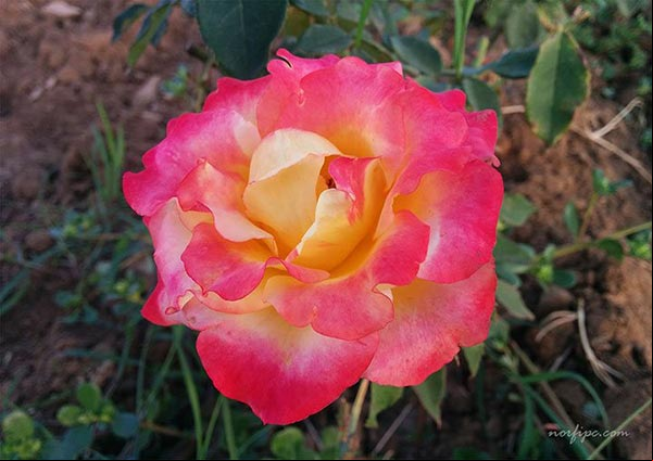 Flor Rosa Arcoiris abierta completamente, flor creada mediante hibridación y lograda mediante injerto