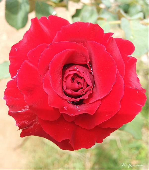 Hermosa flor de una rosa roja de la variedad Rosa Híbrido de Té