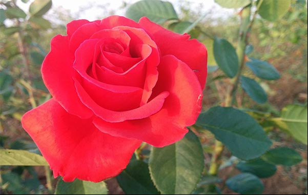 Flor roja de la Rosa John Kennedy, de la variedad Rosa Híbrido de Té