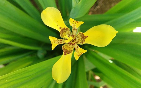 Flor de la Trimezia sincorana