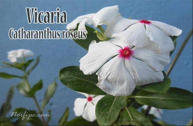 Flores de la Vicaria Blanca, variedad con el centro de color rojo