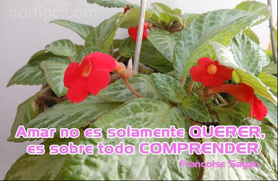 Frase célebre sobre el amor de Francoise Sagan