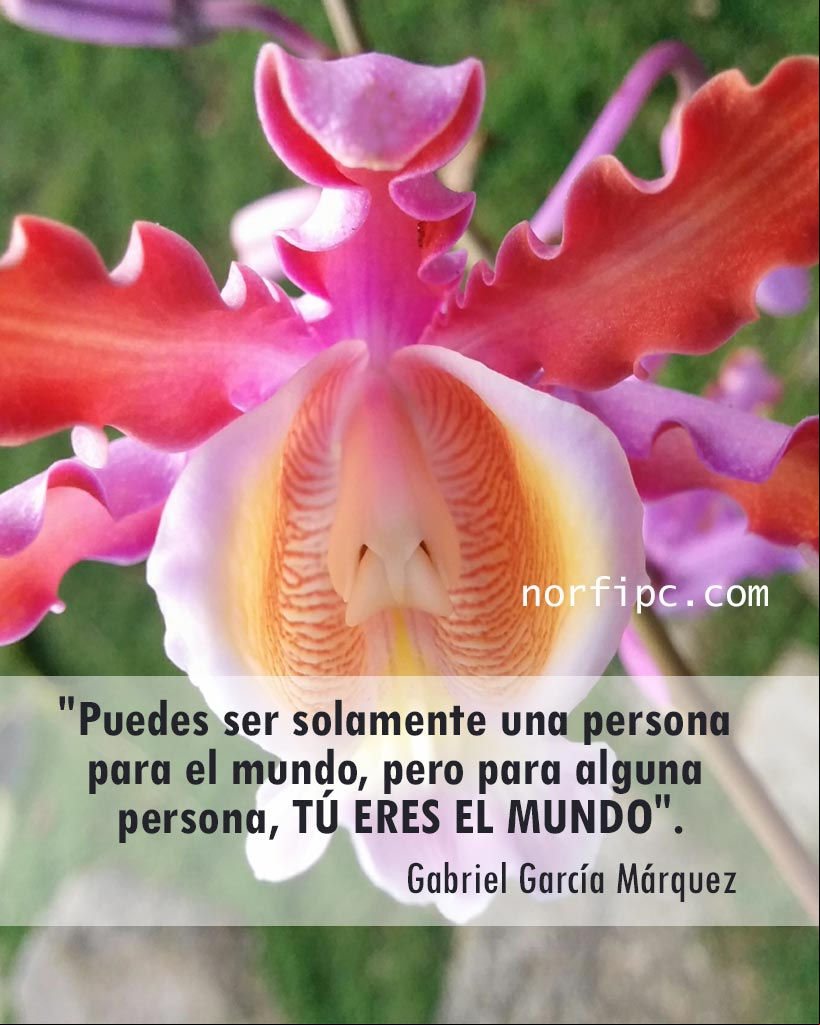 Puedes ser solamente una persona para el mundo, pero para alguna persona tú eres el mundo Pensamiento de amor de Gabriel García Márquez