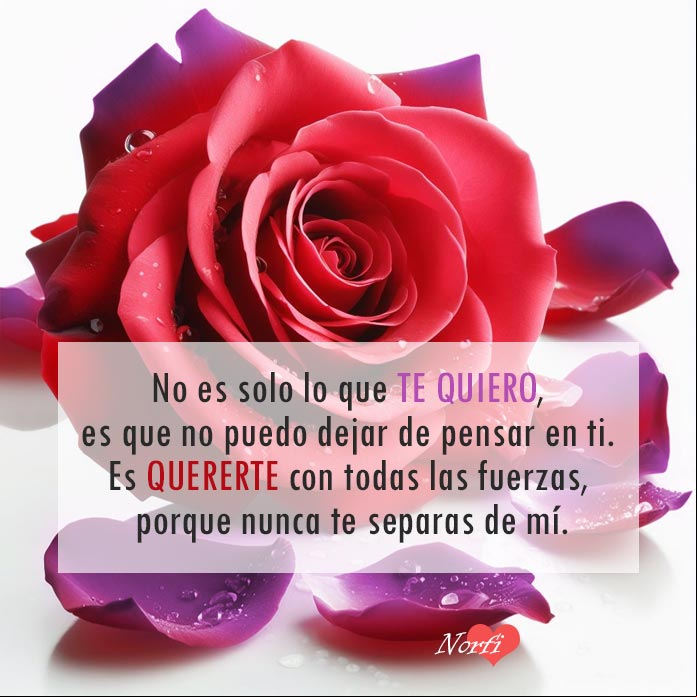 rosa roja con petalos sueltos frente, fondo blanco