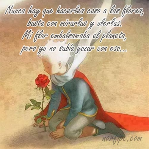 Nunca hay que hacer caso a las flores, basta con mirarlas y olerlas. Mi flor embalsamaba el planeta, pero yo no sabía gozar con eso... #Principito La flor del Principito