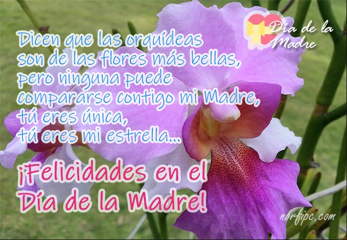 Postales con fotos de orquídeas para mi Madre