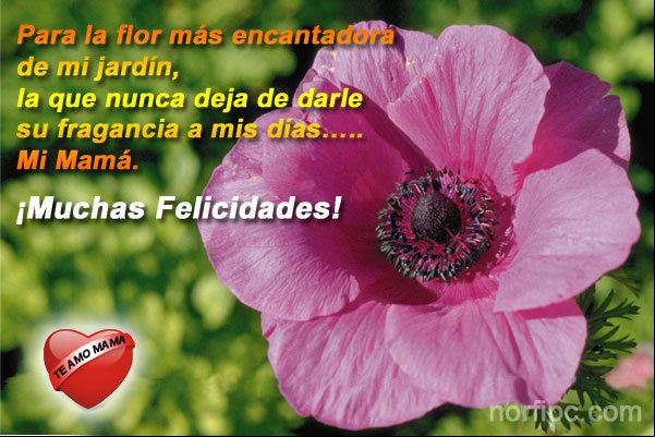 Para la flor más encantadora de mi jardín, la que nunca deja de darle su fragancia a mis días.... Mi Mamá. #DiaMadre Para la flor más encantadora de mi jardín, Mi Mamá