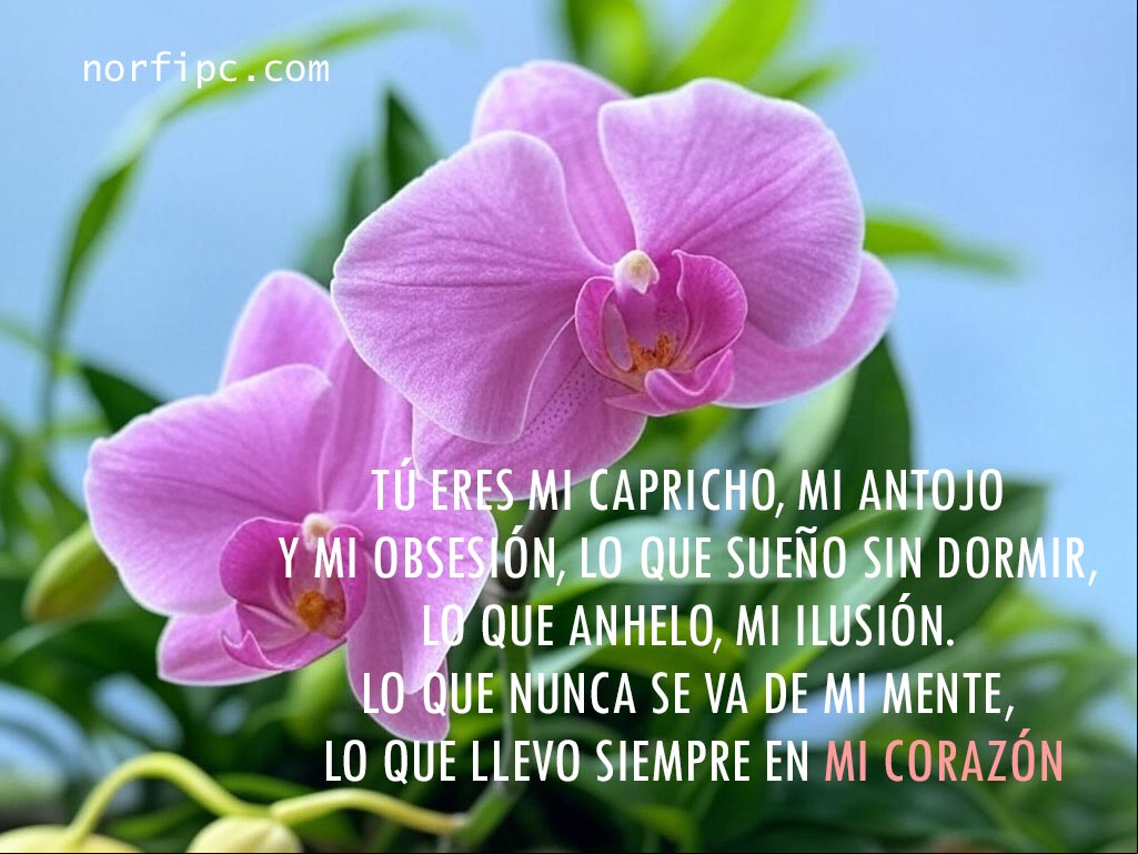 Flor rosada en el jardin con frase de amor y deseo