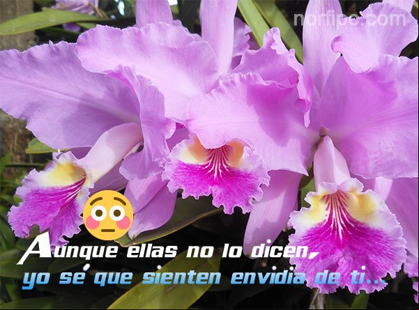 Aunque ellas no lo dicen, yo sé que sienten envidia de ti... Mensajes locos de amor para expresarle que me gusta y le quiero