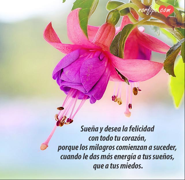 Sueña y desea la felicidad con todo tu corazón. #FrasesMotivadoras Sueña y desea la felicidad con todo tu corazón