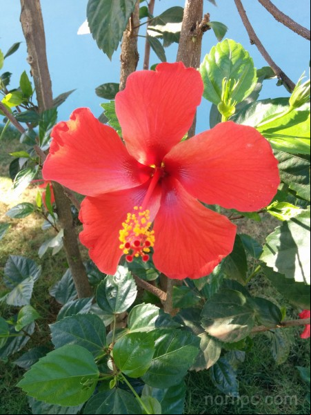 Flores del Hibiscus rosa-sinensis Flores del Hibiscus rosa-sinensis
