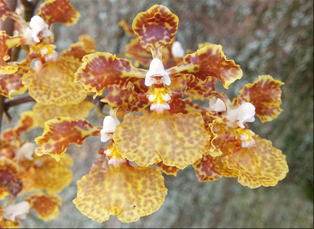 Fotos de la orquídea Oreja de burro o Dama danzante