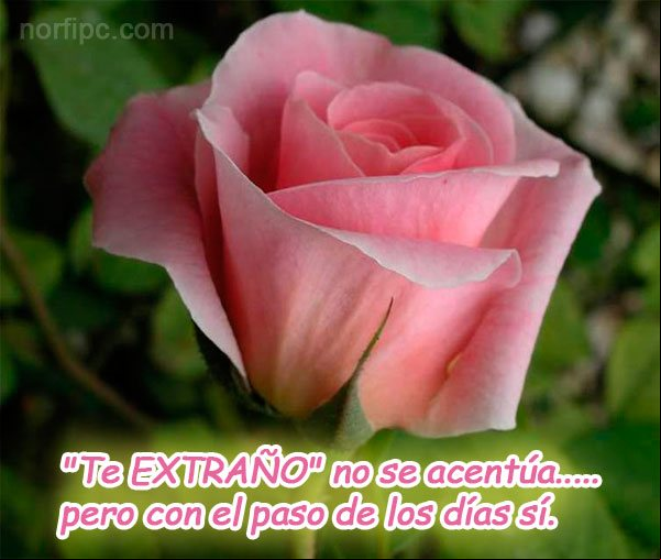 Imagen de amor, extrañar a una persona se acentúa con el paso de los días Imagen de amor, extrañar a una persona se acentúa con el paso de los días