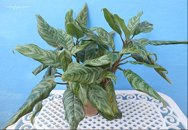 Foto de la Aglaonema crispum, muy usadas en jardinería interior