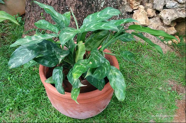 Foto de la variedad hibrida "silver queen" de la Aglonema commutatum