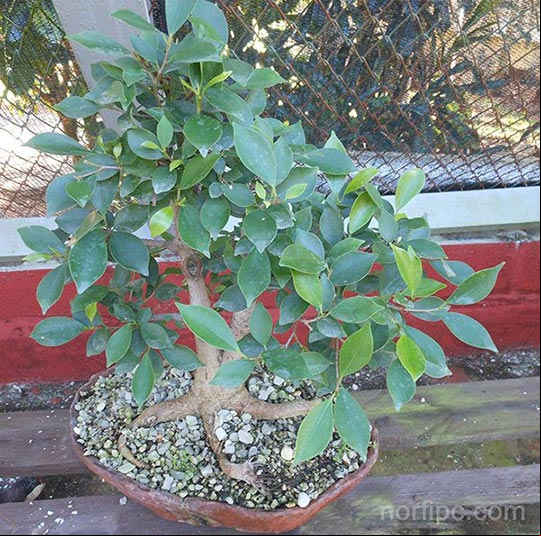 Bonsái de un Ficus retusa en desarrollo para darle el estilo "informal" (Moyogui)