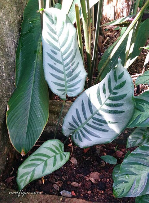 Foto de la Calathea makoyana o Calatea pavo real