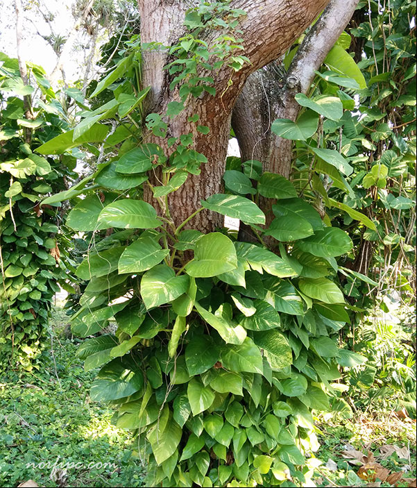 Planta de Epipremnum silvestre, se apodera del tronco de los arboles por los que trepa rapidamente