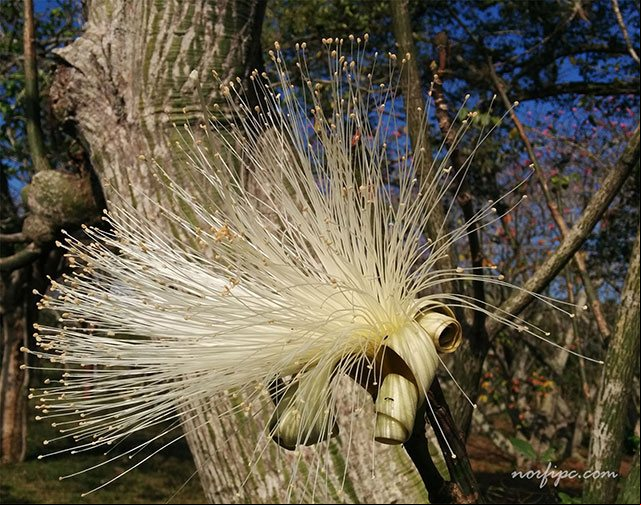 Flores del Pseudobombax o Carolina de la variedad amarilla