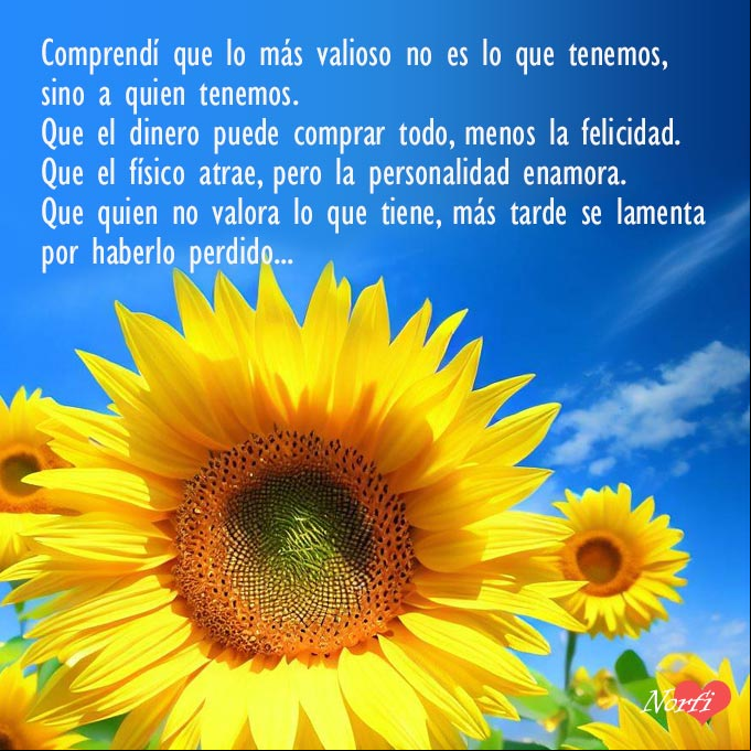 Comprendí que lo más valioso no es lo que tenemos, sino a quien tenemos Flores de girasol bajo el sol