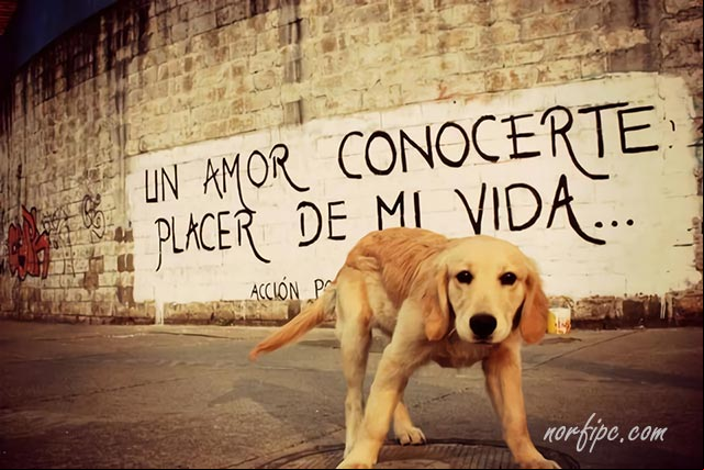 Es un amor conocerte, placer de mi vida
