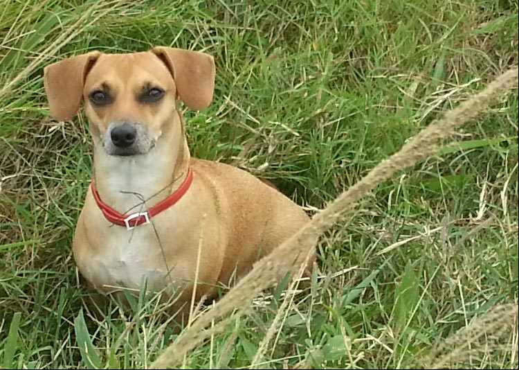 En recuerdo de mi perrita Tobita