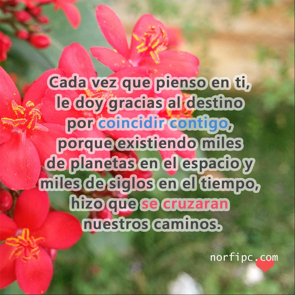Flores de la planta Peregrina, Jatropha integerrima Jacq.