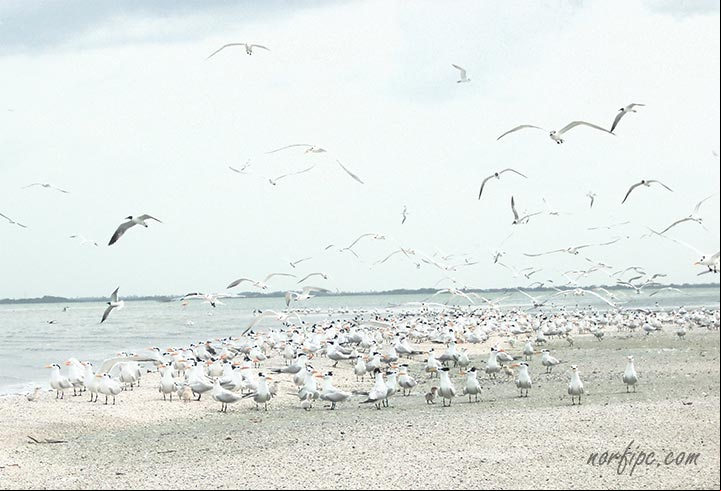Colonia de gaviotas en Cayo Palma Colonia de gaviotas en Cayo Palma