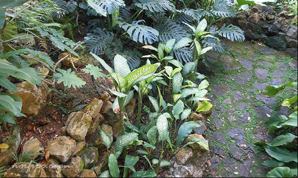 Invernadero en el Jardín Botánico de la Habana con plantas decorativas procedentes de bosques húmedos tropicales Invernadero en el Jardín Botánico de la Habana con plantas decorativas procedentes de bosques húmedos tropicales