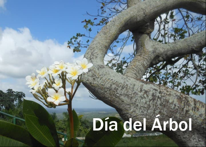 Fechas que se celebra el Día del Árbol Fechas que se celebra el Día del Árbol