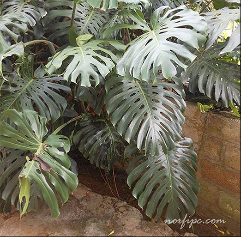 Foto de una planta decorativa del género Monstera