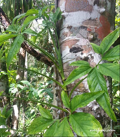 Planta de Syngonium trepando por un árbol