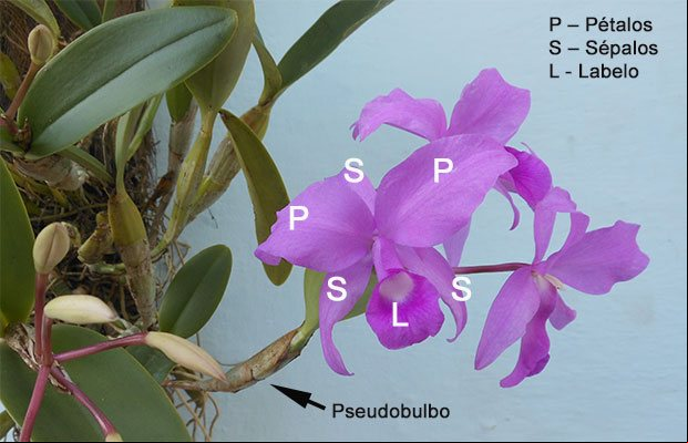 Estructura de las flores de las orquídeas