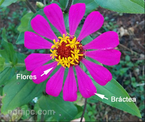 Inflorescencia en forma de capitulo