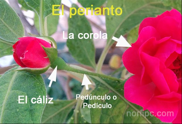 El perianto, el cáliz y corola de una flor